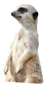 Meerkat